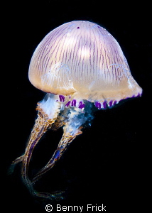 A beautiful jellyfish in Andaman sea. Canon 5d wide angle... by Benny Frick 